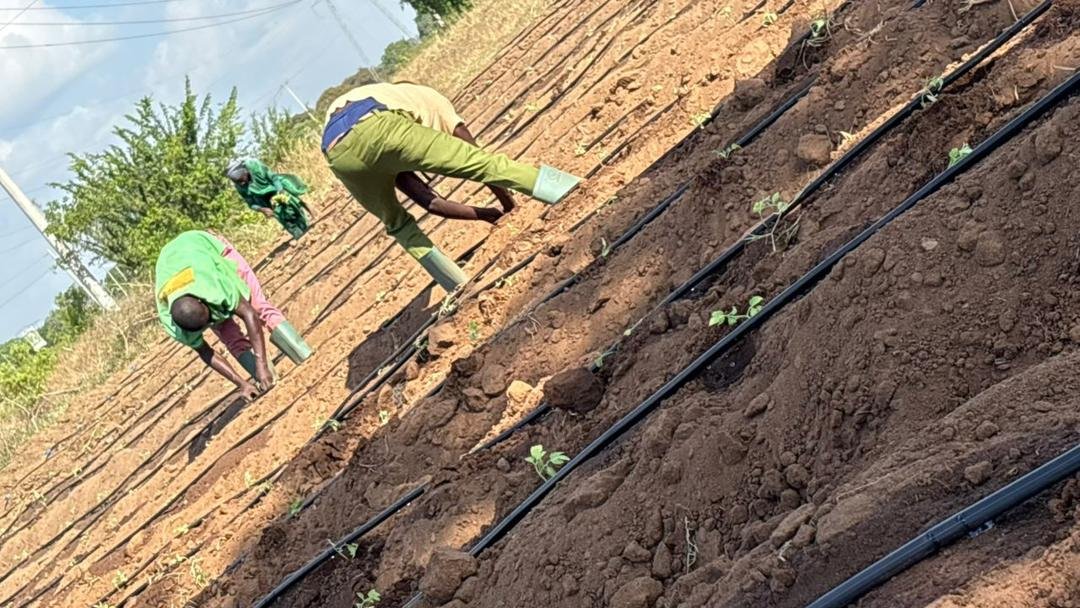 Sustainable Agriculture Initiative - Image 23